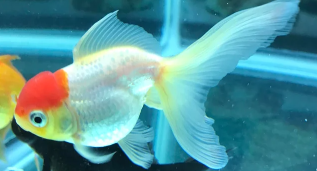 What Does It Mean When My Oranda Goldfish Is Shedding?